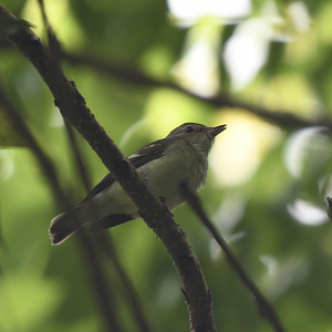 Yellow Rumped Flycatcher ~ Kranji Marshes