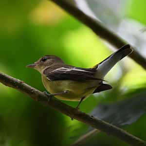Yellow Rumped Flycatcher ~ Kranji Marshes