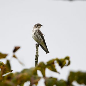 Grey Streaked Flycatcher ~ Nikko