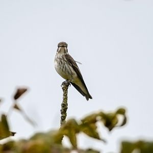 Grey Streaked Flycatcher ~ Nikko