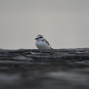 White Faced Plover ~ Marina East