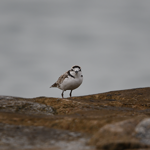 Malaysian Plover ~ Marina East