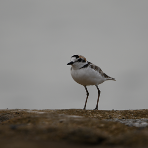 Malaysian Plover ~ Marina East