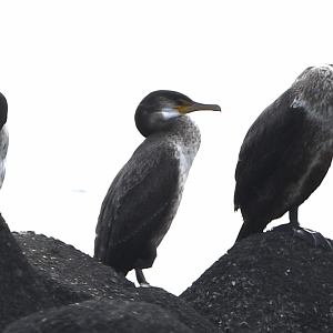 Japanese Cormorant ~ Kasai Rinkai Park