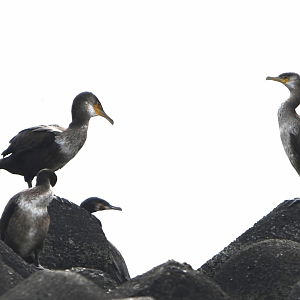 Japanese Cormorant ~ Kasai Rinkai Park