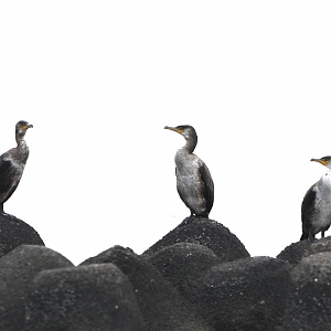 Japanese Cormorant ~ Kasai Rinkai Park
