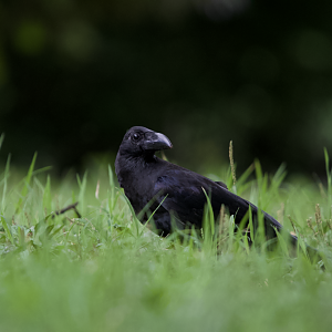 Large Billed Crow ~ Meiji Jingu Shrine