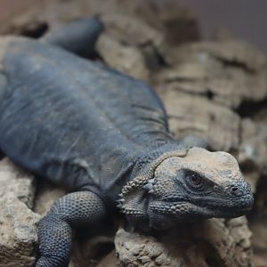 Common Chuckwalla