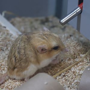 Fat-tailed Gerbil