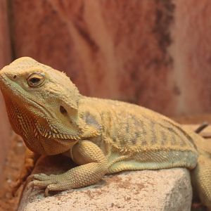 Central Bearded Dragon