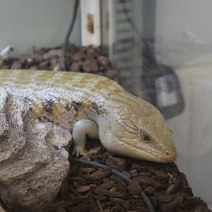 Blue-tongued Skink