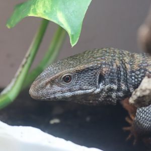 Bosc Monitor