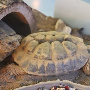 Hermann's Tortoise