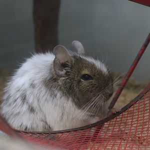 Common Degu