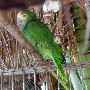 Yellow-shouldered amazon (Amazona barbadensis) In a hotel in Aruba