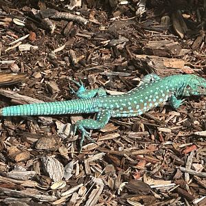 Aruba whiptail lizard (Cnemidophorus arubensis) Wild in Aruba