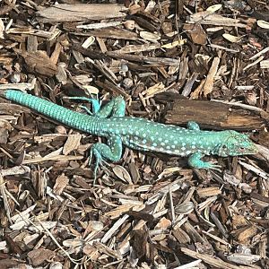 Aruba whiptail lizard (Cnemidophorus arubensis) Wild in Aruba