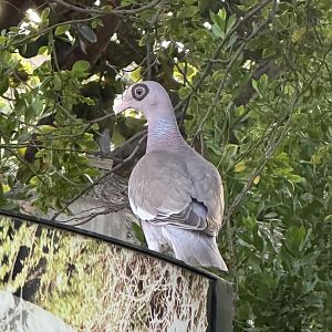 Bare-eyed pigeon (Patagioenas corensis) Wild in Aruba