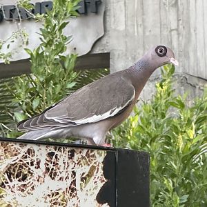 Bare-eyed pigeon (Patagioenas corensis) Wild in Aruba