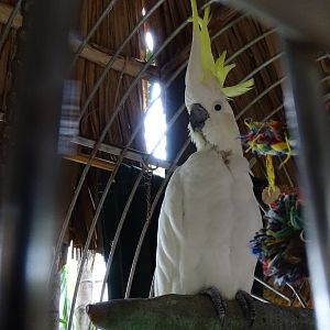 Yellow-crested cockatoo (Cacatua sulphurea) In a hotel in Aruba