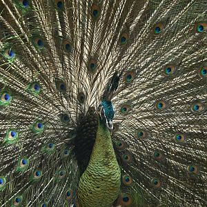 Tropic Zone - Green Peafowl (Pavo muticus)