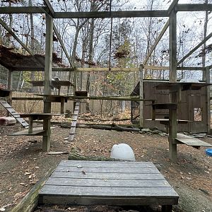 Wolf Woods - Arctic fox exhibit