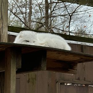Wolf Woods - Arctic fox
