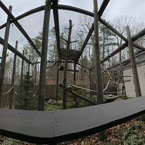 Black howler exhibit