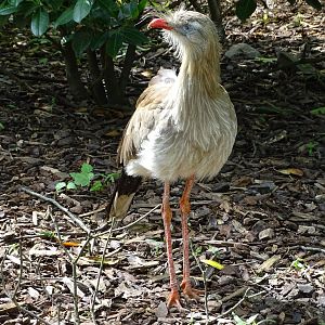 Red-legged seriema