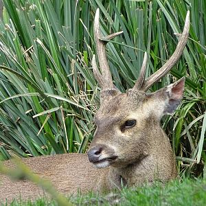 Hog deer
