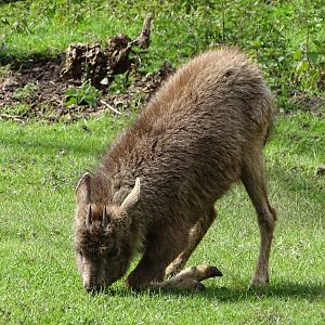 Central Chinese goral