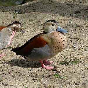 Ringed teal