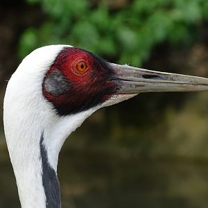White-naped crane