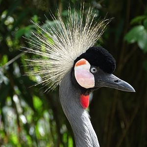Eastern grey crowned crane