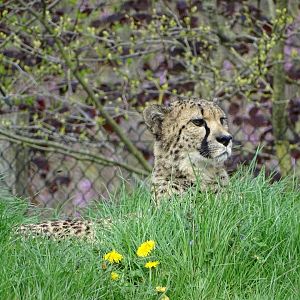 South African cheetahs