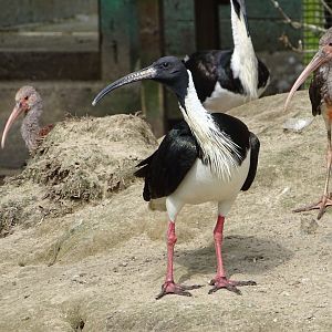 Straw-necked ibis