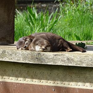 Asian small-clawed otters