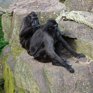 Sulawesi crested macaque