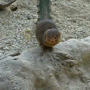 Dwarf mongoose
