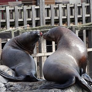 Steller's sea lion
