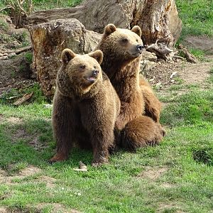 Eurasian brown bear