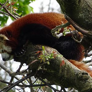 Red panda