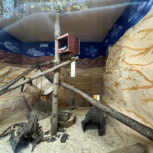 Small mammal building - Sand cat exhibit #2