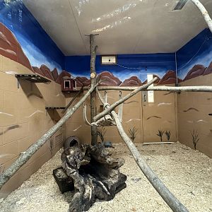 Small mammal building - Sand cat exhibit #1