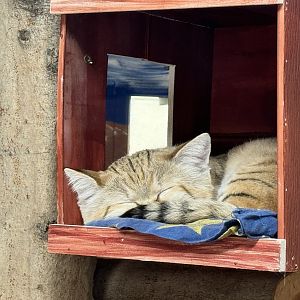 Small mammal building - Sand cat