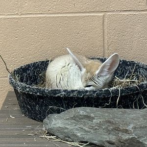 Small mammal building - Fennec fox
