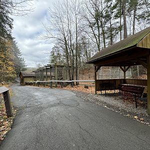 Former Puma exhibit - now home to Indian peafowl & Lady Amherst’s pheasants