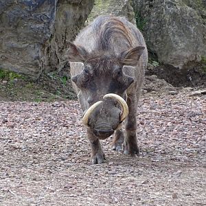 Northern warthog