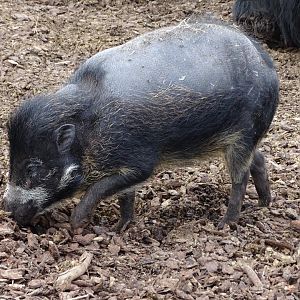 Negros Visayan warty pig