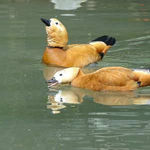 Ruddy shelduck